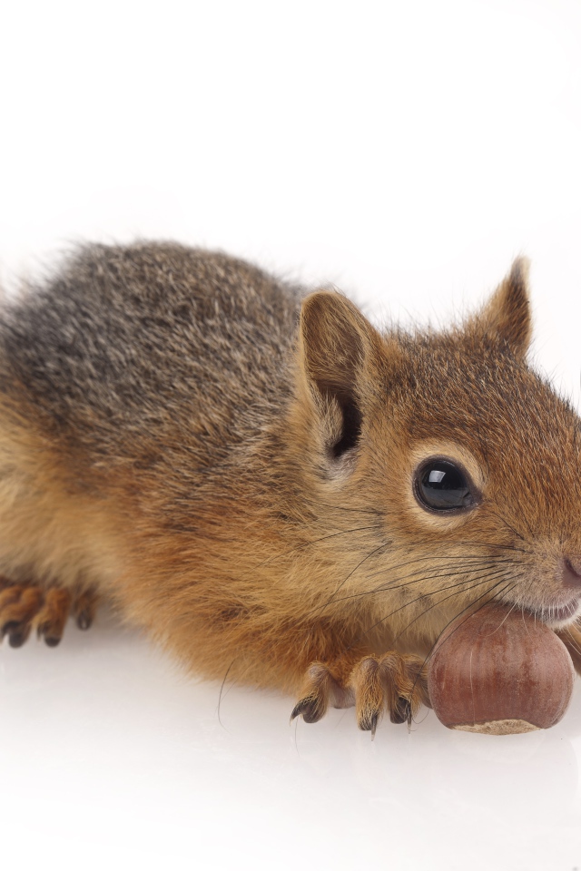 Маленькая рыжая белка с орехом на белом фоне
