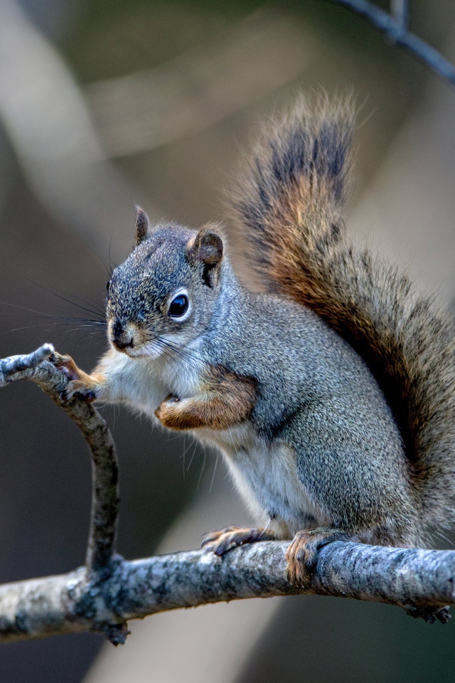 Маленькая белка сидит на тонкой ветке 