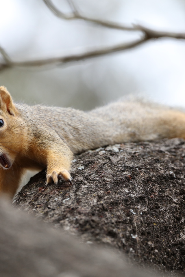Маленькая белка зевает на дерева