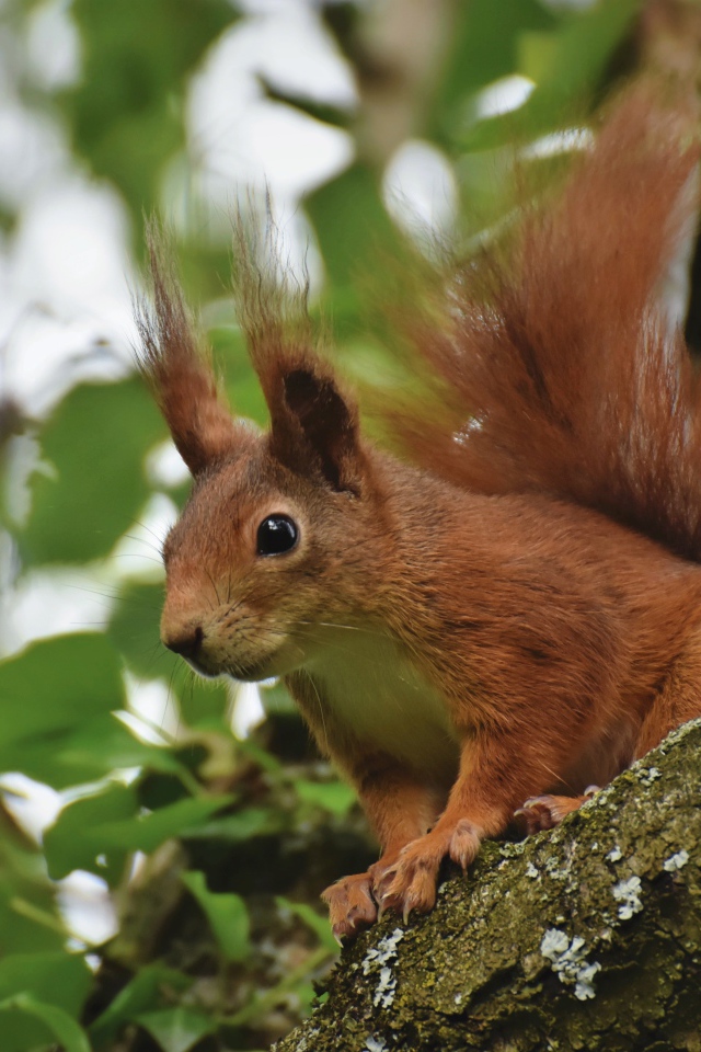 Red squirrel sits on a tree branch with green leaves