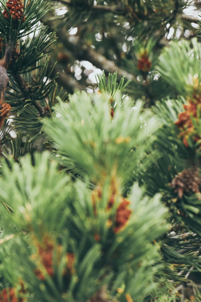 Squirrel gnaws a nut on a pine branch