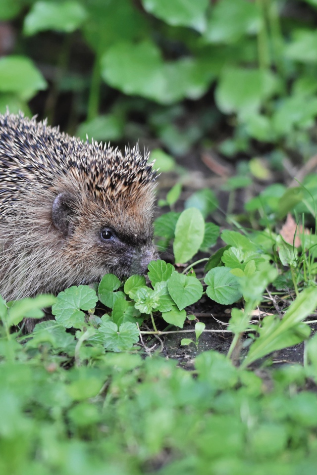 Два колючих ежа на зеленой траве 