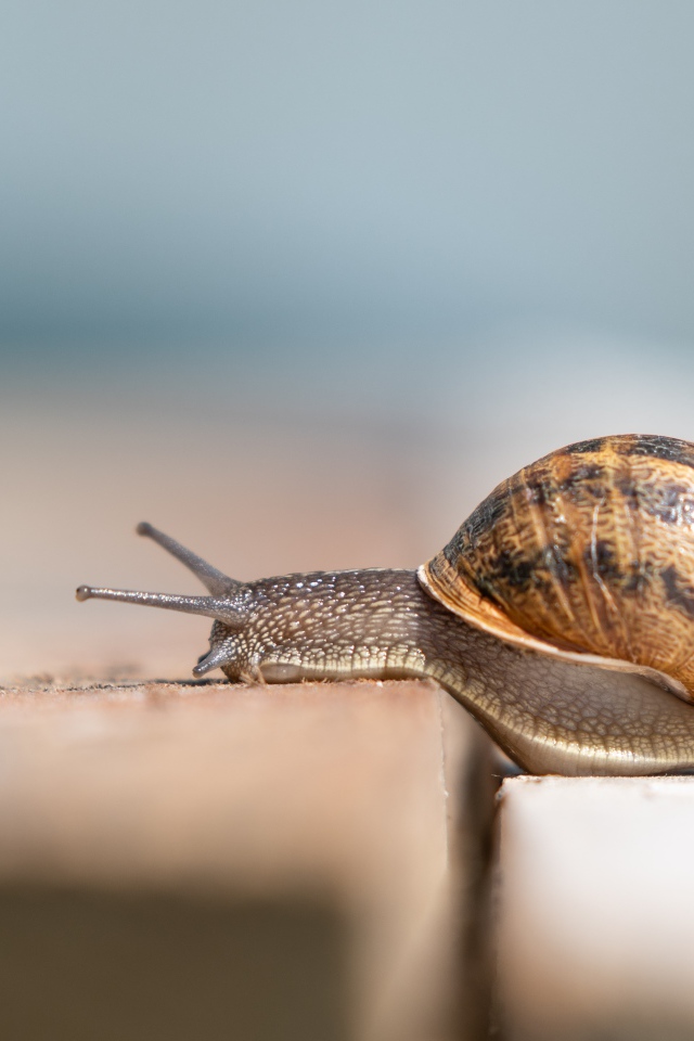 Большая улитка в ракушке ползет по земле