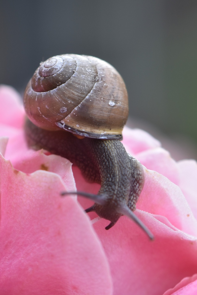 Большая улыбка сидит на розовом цветке розы