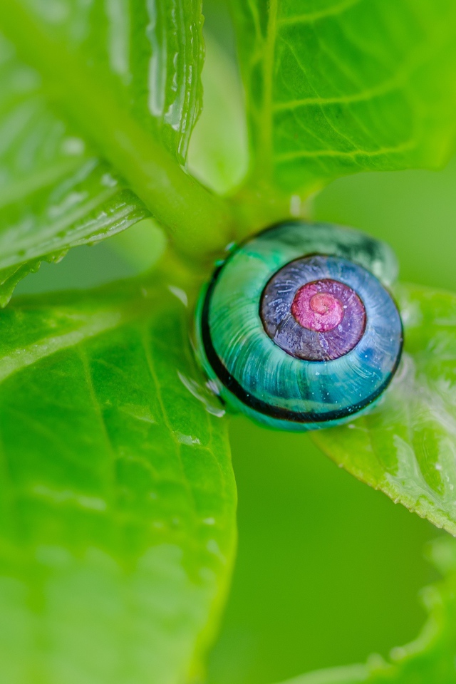 Голубая ракушка на зеленом листе