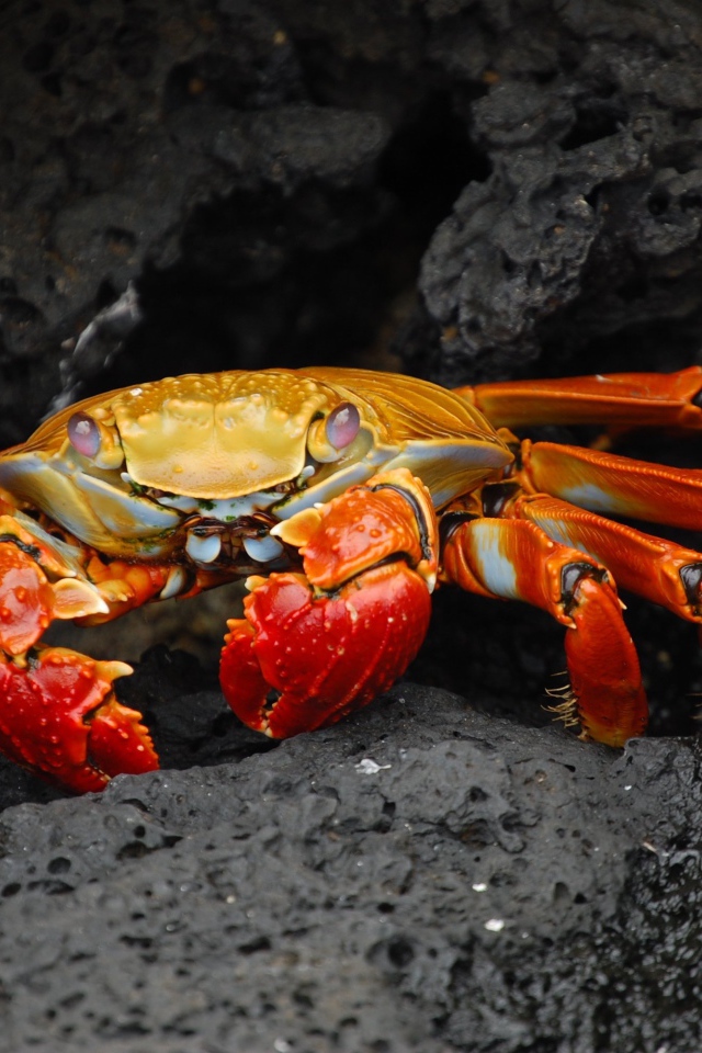 Рыжий краб прячется в камнях