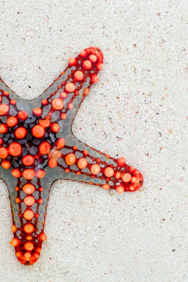 Красивая морская звезда на белом песке 