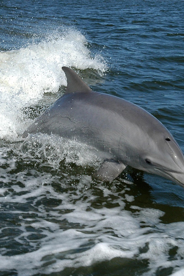Серый дельфин выпрыгивает из воды