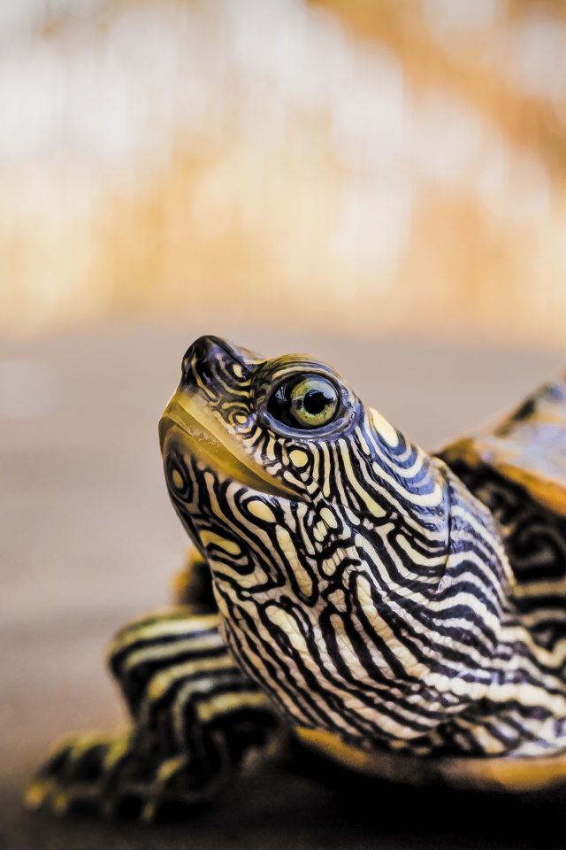 Большая полосатая черепаха 