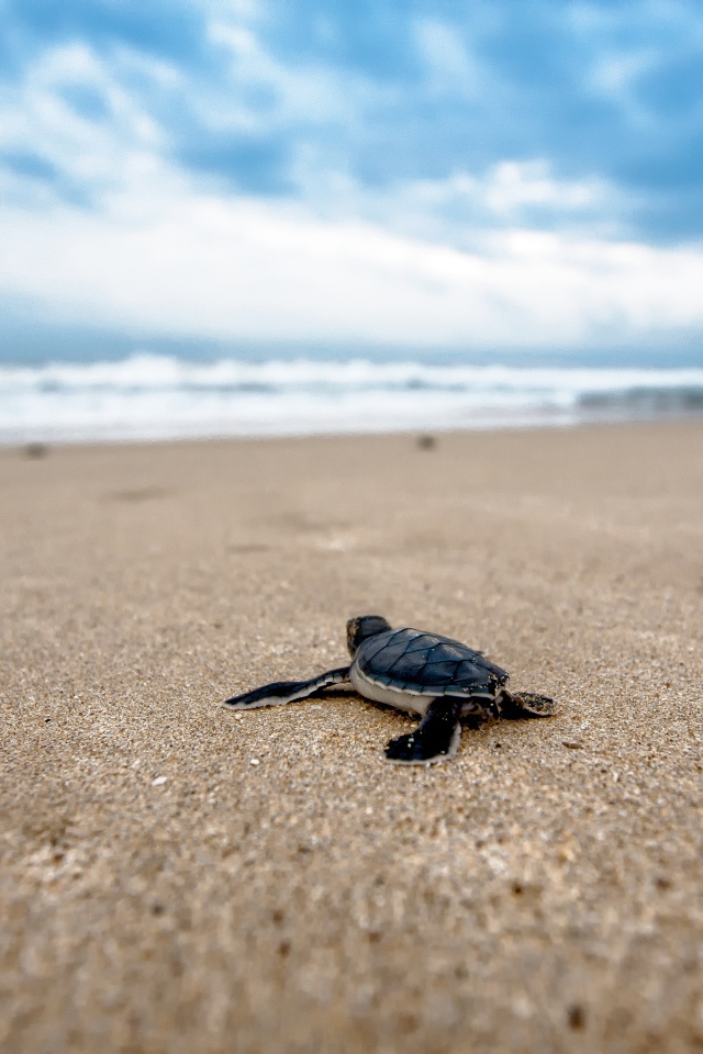Маленький черепашонок ползет по песку