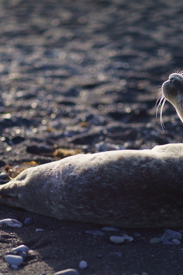 Морской котик лежит на черном песке 