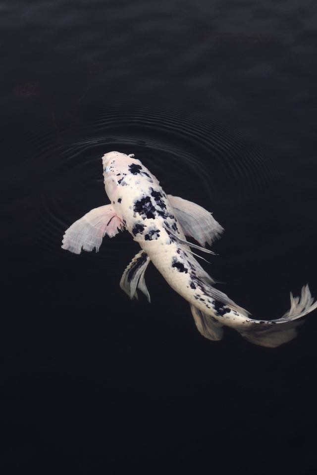 Белый карп в черной воде