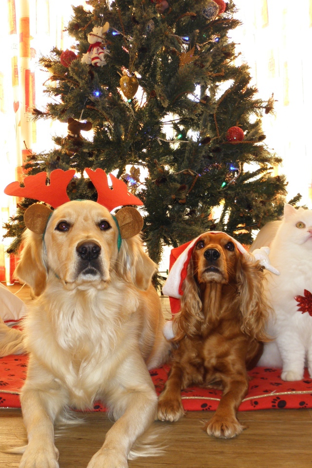 Две собаки и кот лежат под новогодней елкой
