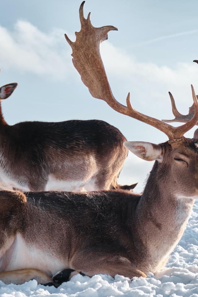 Стадо северных оленей в лучах солнца на снегу