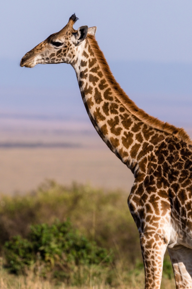 Большой пятнистый жираф гуляет по саванне 