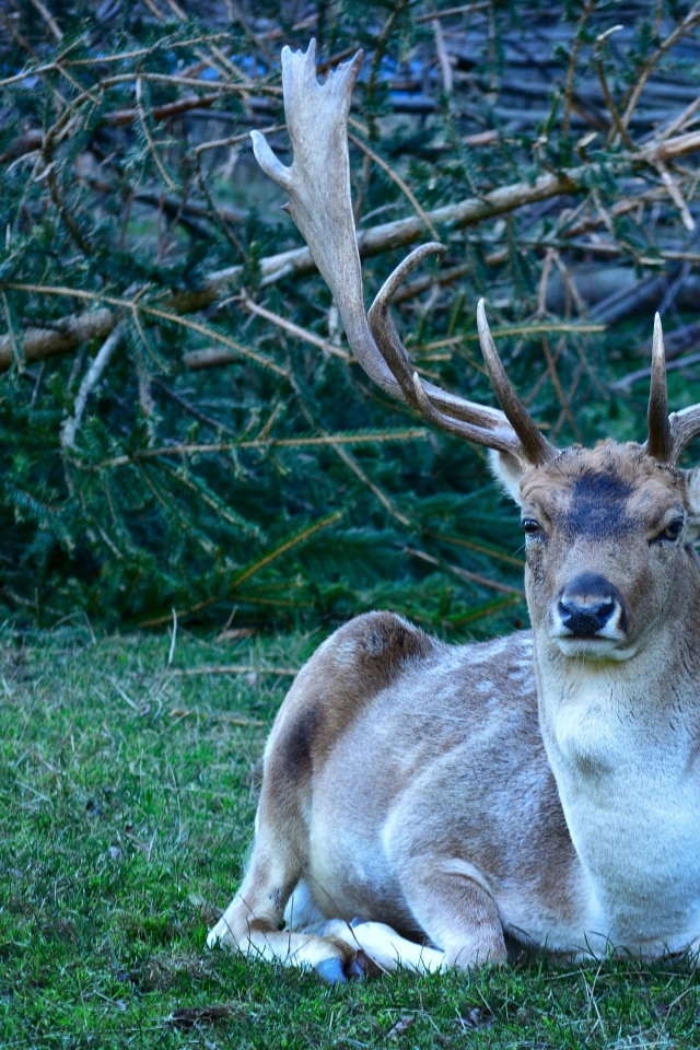 Самец лани с большими рогами