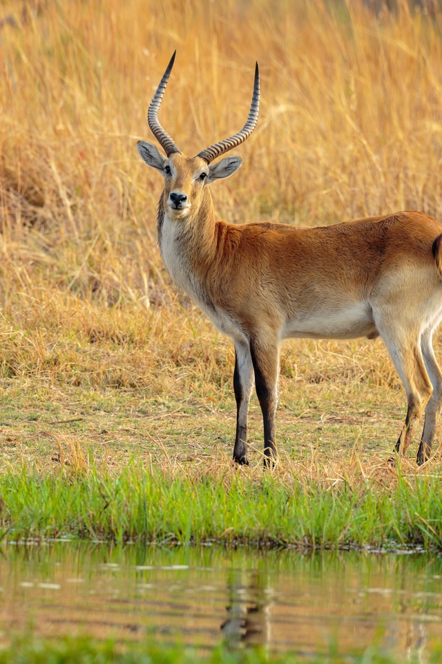 Антилопа с острыми рогами у воды