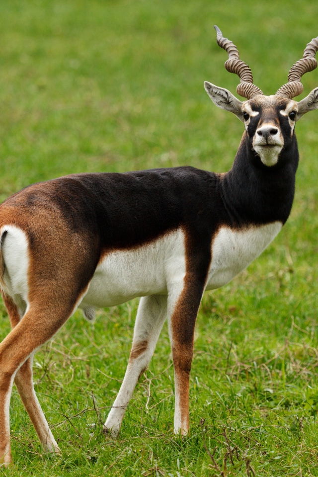 Большая антилопа на зеленой траве