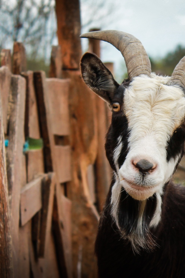 Черно-белая домашняя коза