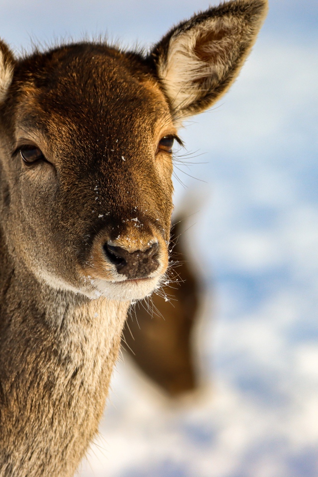 Олениха крупным планом 