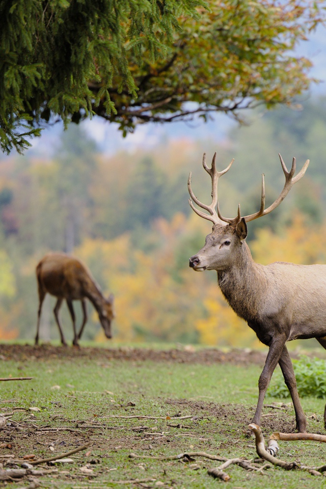 Олени пасутся на зеленой траве в парке 
