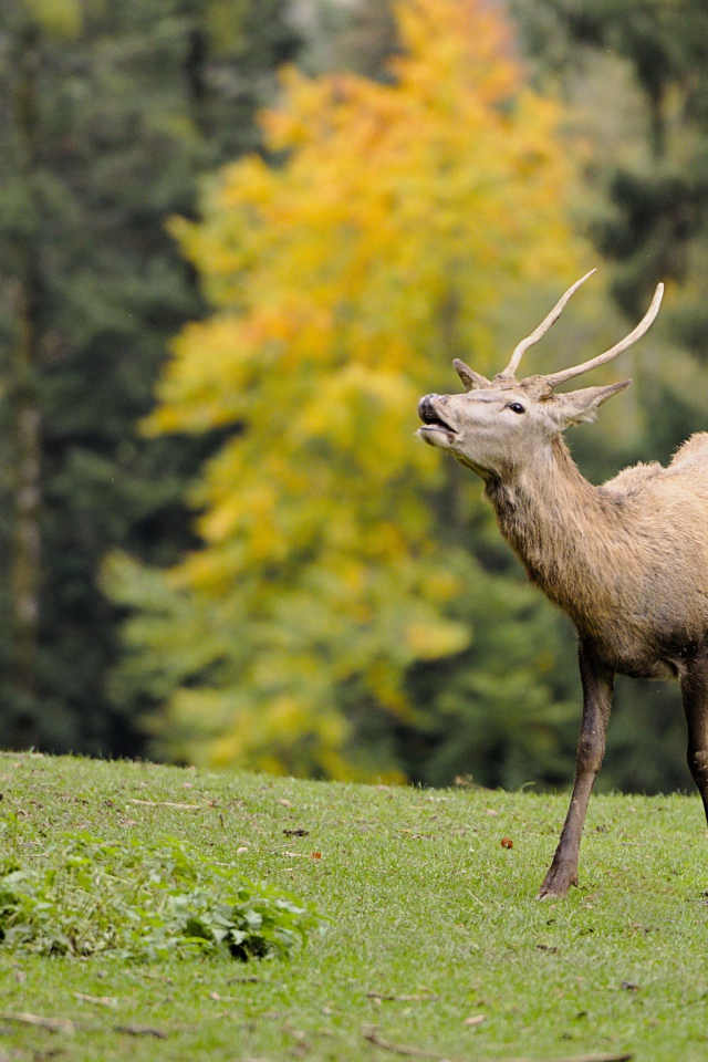Олень кричит в лесу 