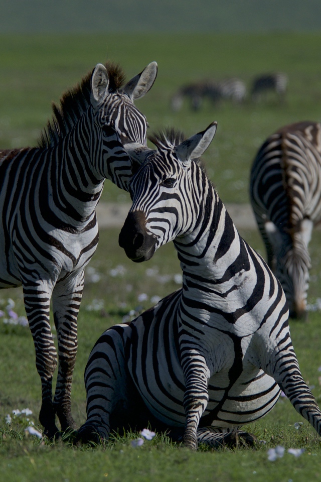 Стадо полосатых зебр на зеленой траве 