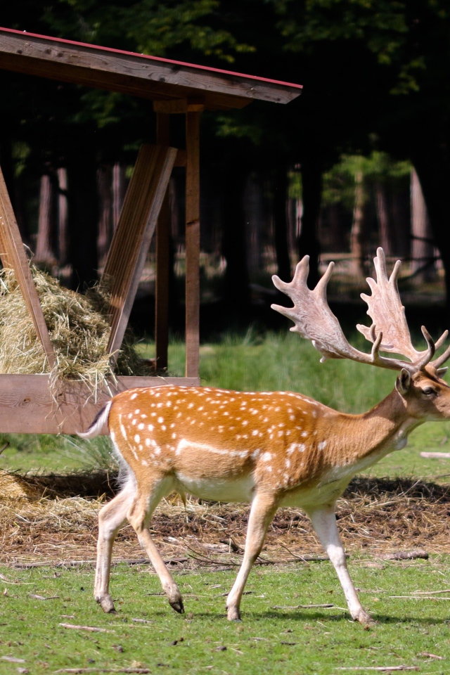 Большой пятнистый олень с большими рогами 