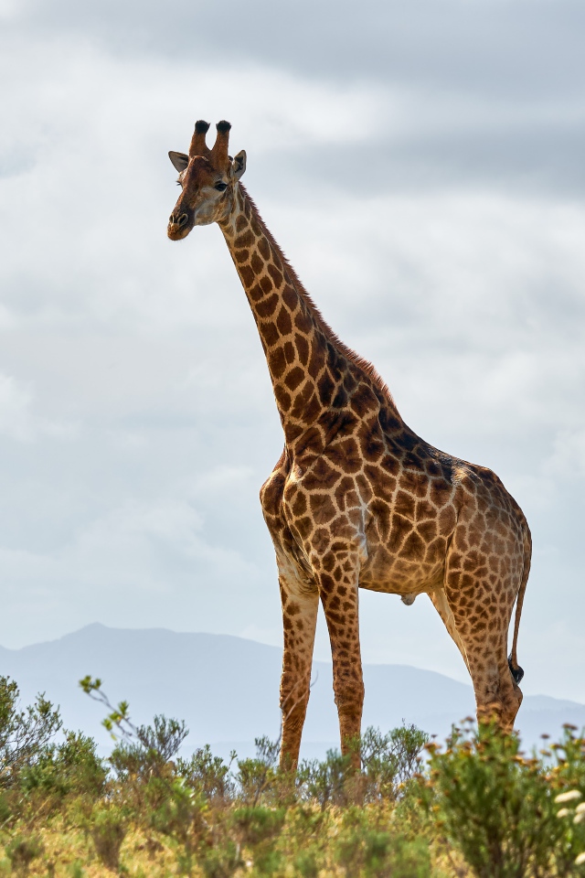 Большой пятнистый жираф в траве 