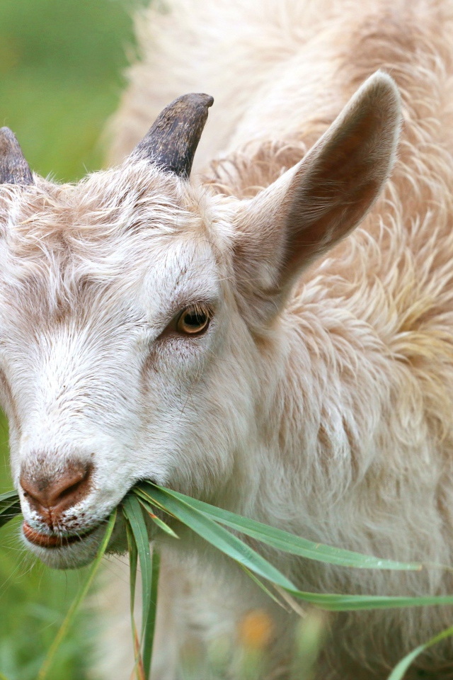 Маленький козленок ест траву