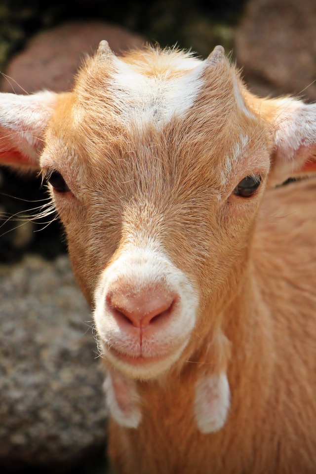 Маленький козленок с рожками