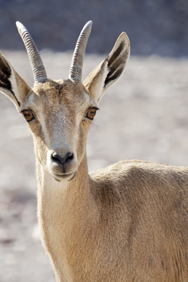 Нубийский горный козёл крупным планом 