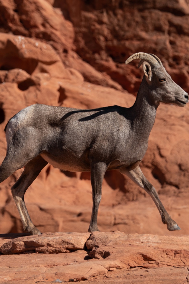 Нубийский горный козёл идет по камням