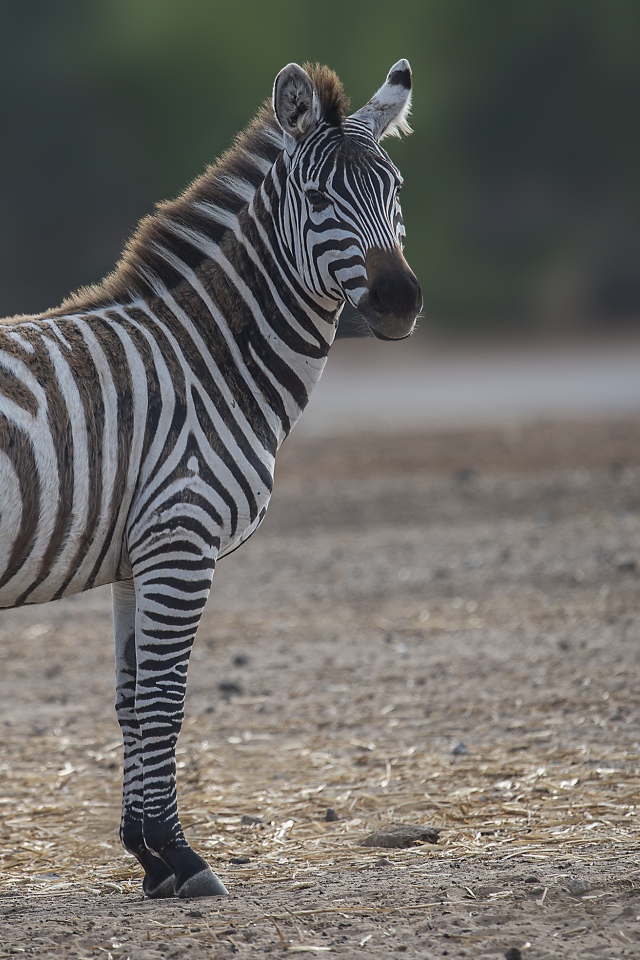 Полосатая зебра стоит на земле