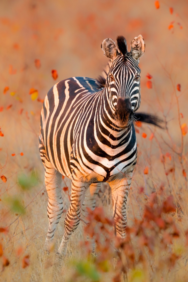 Полосатая зебра идет по сухой траве