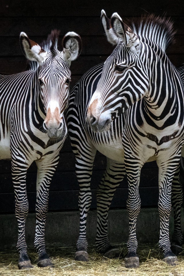 Три полосатые зебры стоят у стены в зоопарке 