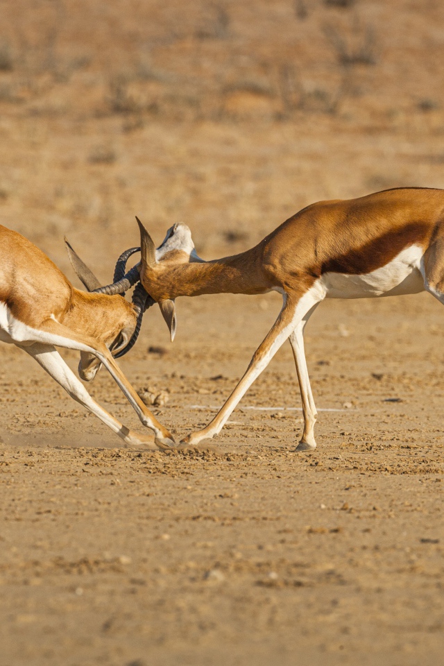 Две газели дерутся в саванне 
