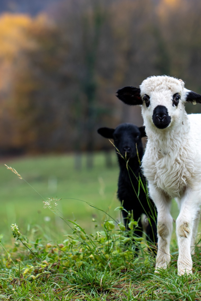 Два маленьких ягненка на зеленой траве 