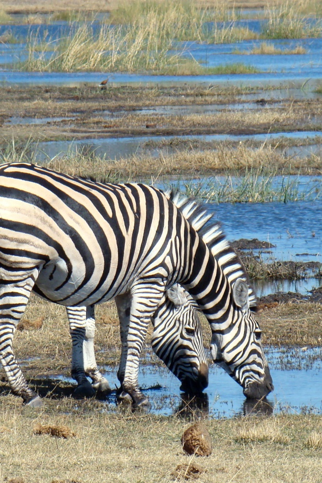 Две полосатые зебры у водопоя
