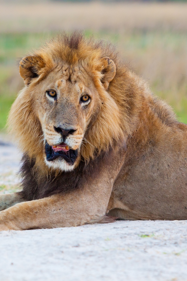 Большой лев с открытой пастью лежит на песке