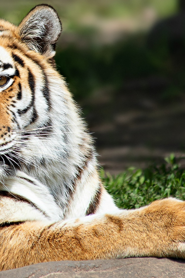 Красивый полосатый тигр  в лучах солнца 