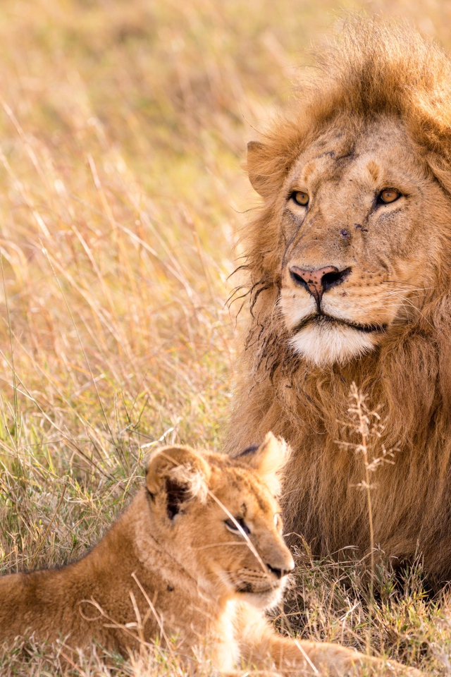 Большой лев на поляне с маленьким львенком