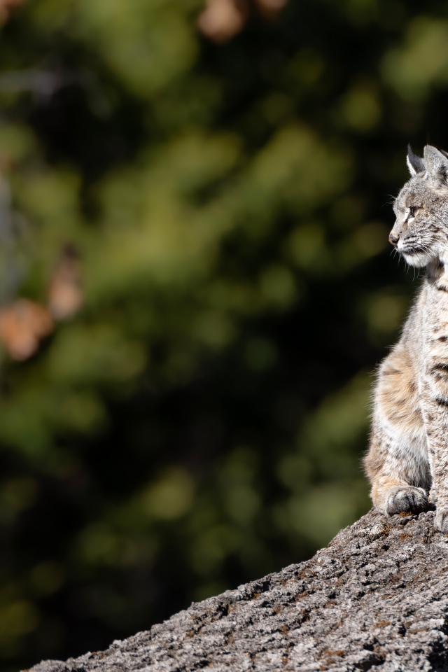 Серая рысь греется в лучах солнца на камне