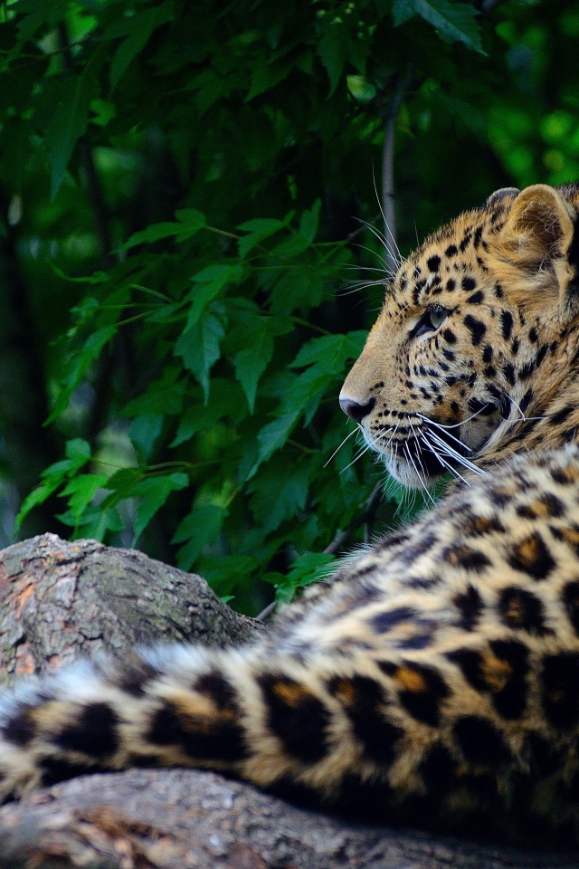 Большой пятнистый хищный леопард лежит на дереве 