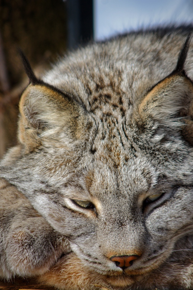 Рысь дремлет на солнце
