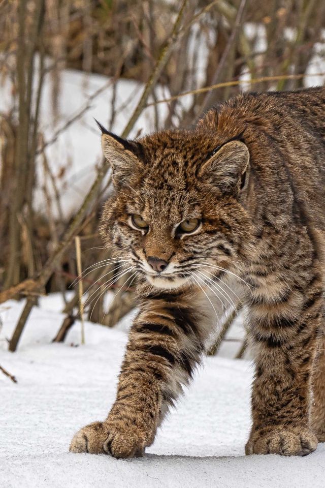 Серьезная серая рысь идет по снегу