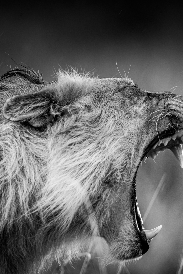 Грозный рык льва черно-белое фото