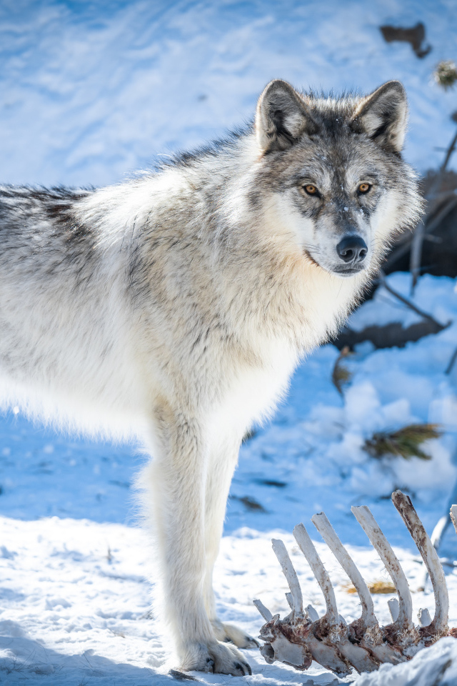 Красивый серый волк стоит на снегу 