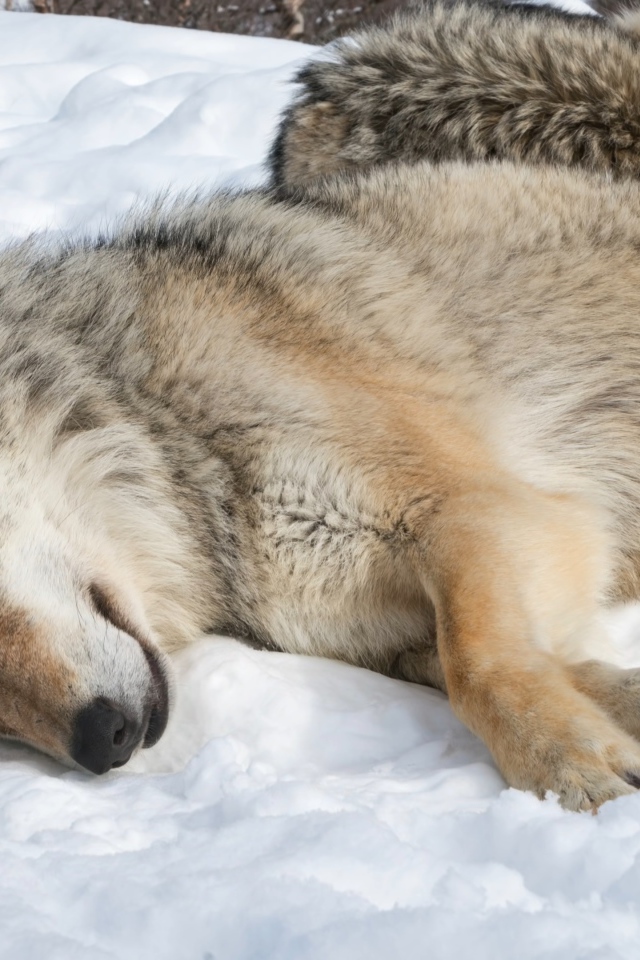 Большой серый волк спит на холодном снегу