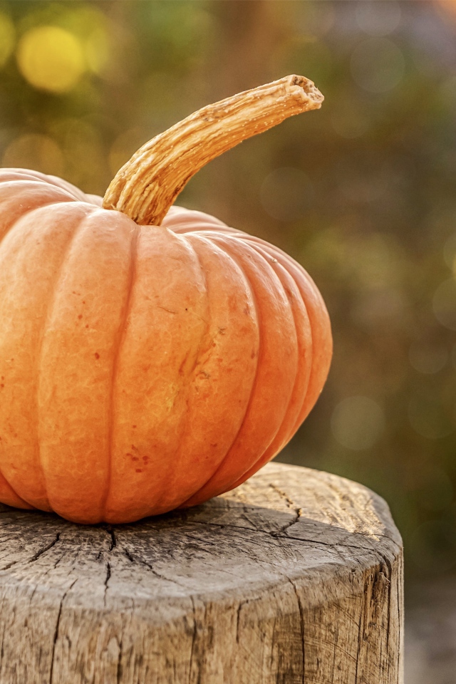 Большая тыква лежит на пне 